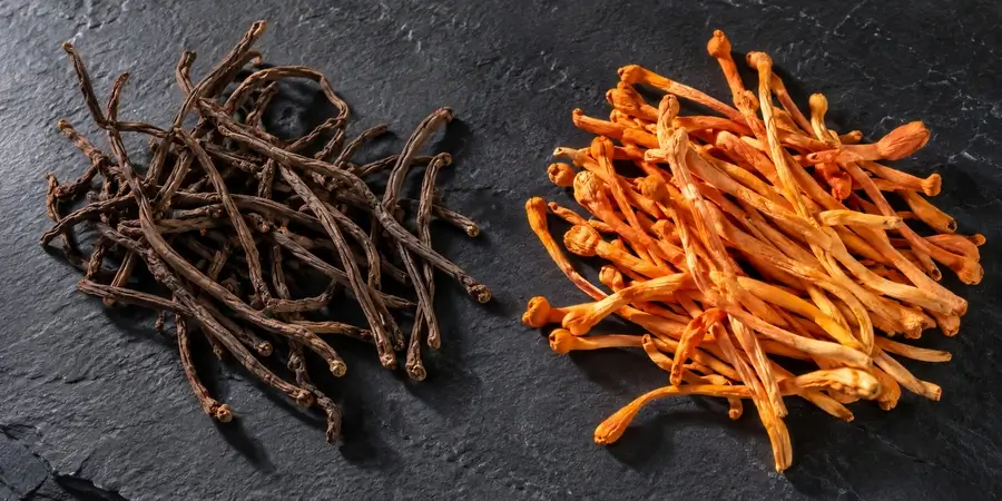 Suszony cordyceps sinensis obok pomarańczowego cordyceps militaris na ciemnym blacie